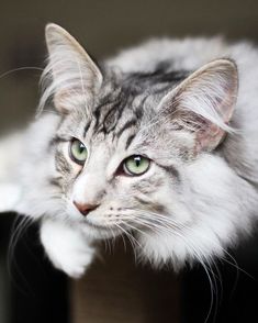 a gray and white cat sitting on top of a wooden table