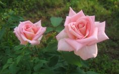 two pink roses with green leaves in the foreground and grass in the back ground