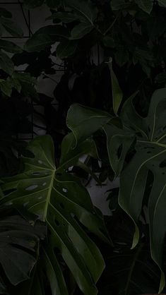 a banana plant with large green leaves in the dark night time, on a wooden table