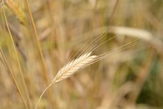 the tall grass is ready to be picked up