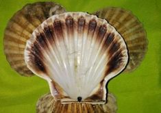 an image of a seashell on a green background