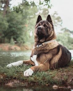 a large brown and white dog laying on top of grass next to a body of water