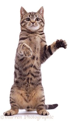 a cat standing on its hind legs with it's front paws in the air