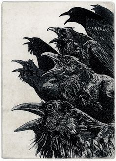 an old black and white photo of crows