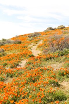 an open field with orange flowers growing on the side and dirt path leading up to it