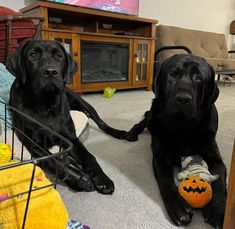 two black dogs sitting on the floor in front of a basket with a halloween pumpkin