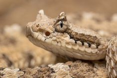 a close up of a small lizard on a rock