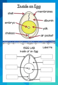 the inside and outside parts of an egg worksheet for kids to learn how to read