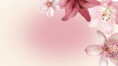 pink and white flowers on a light pink background