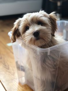 a dog sitting in a plastic container on top of a wooden floor with it's head sticking out