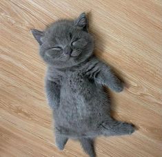 a small gray kitten laying on top of a wooden floor