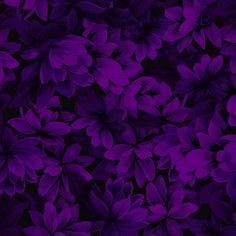 an image of purple flowers in the night time background for wallpaper or backdrop design