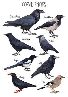 the different types of crows are shown in this illustration, and each bird has its own name