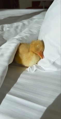 a small duckling peeks out from under the covers