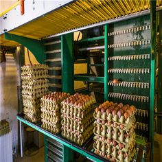 eggs are being processed in an egg inclosure