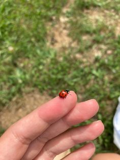 a ladybug sitting on top of someone's finger in the grass