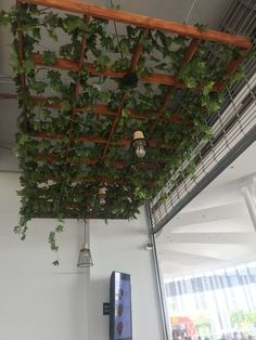 the ceiling is covered with vines and hanging lights