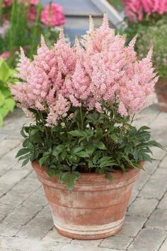 a potted plant with pink flowers in it on a brick walkway next to other plants