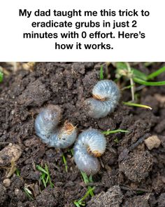 three blue caterpillars in the dirt with caption that reads, my dad taught me this trick to eradicate grub