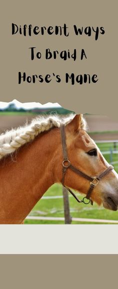 a horse with braids on it's head and the words different ways to breed a horse's mane