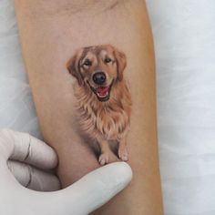 a dog is shown on the arm of a person