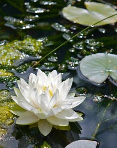 a white water lily floating on top of a body of water with lily pads around it