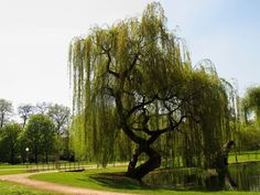 a large willow tree in the middle of a park with water and trees around it