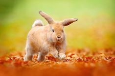 a small rabbit is running through the leaves on the ground with it's ears up