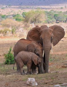 two adult elephants and a baby elephant in the wild