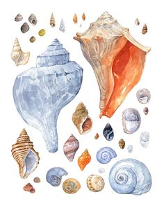 watercolor painting of sea shells and seashells