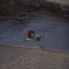 a single red rose sitting in the middle of a puddle