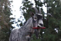 a goat with long horns holding a red object in it's mouth while standing next to trees