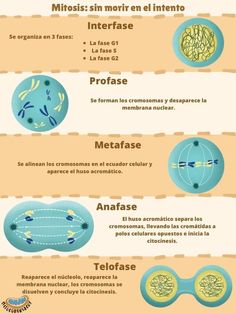 the different types of algaes and how they are used to help them learn their names