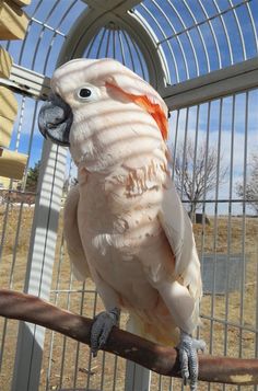 a large white bird sitting on top of a wooden branch in front of a cage