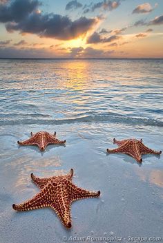 five starfishs on the beach at sunset