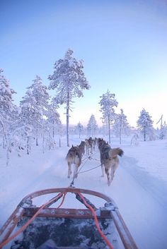 two dogs pulling a sled in the snow