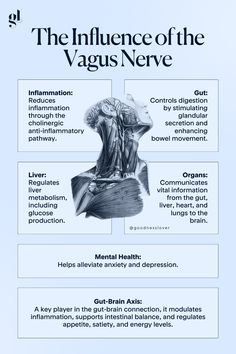 The vagus nerve is the longest cranial nerve in the body and a key player in the parasympathetic nervous system 🌿, which is responsible for the "rest and digest" functions. It runs from the brainstem to various organs, including the heart, lungs, and digestive system, playing a crucial role in maintaining balance in the body.  Stimulating the vagus nerve through practices like deep breathing, meditation, or cold exposure 🌬️🧘‍♀️❄️ can help improve both physical and mental well-being! Nervous System Functions, Vagus Nerve Healing, Vegas Nerve, Vagus Nerve Damage, Vagal Nerve, Psychology Neuroscience, Vagus Nerve Stimulator, Rest And Digest, Adrenal Exhaustion