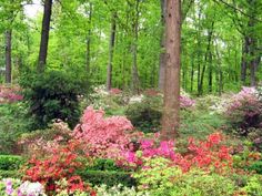 the colorful flowers are blooming in the forest