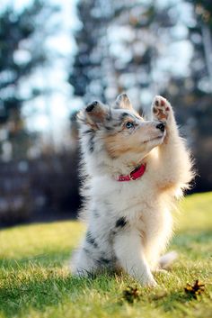 a small dog standing on its hind legs in the grass with it's paws up