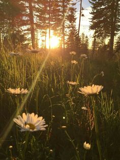 the sun shines brightly through the trees and grass with daisies in the foreground