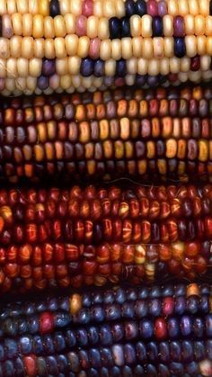 several different colored corn on the cob