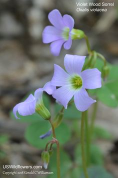 two purple flowers with green leaves in the background