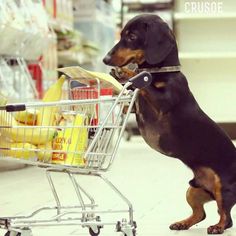 a black and brown dog standing on its hind legs in front of a shopping cart