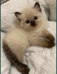 a small kitten laying on top of a white blanket