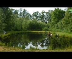 the pond is surrounded by trees and grass