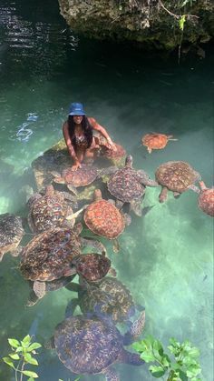 a woman sitting on top of rocks in the water surrounded by sea turtle's