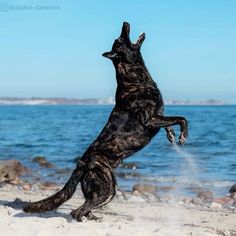 a dog jumping up into the air to catch a frisbee at the beach