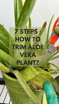 a potted plant with scissors in it and the words 7 steps how to trim aloe vera plant?