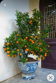 an orange tree in a blue and white pot on a table next to a door