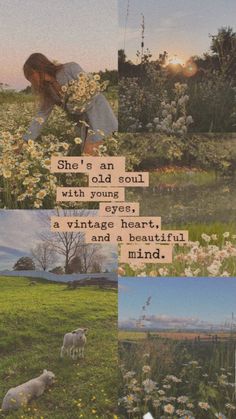 there is a collage of pictures with sheep and flowers in the grass, one has a quote on it that says she's an old soul with young